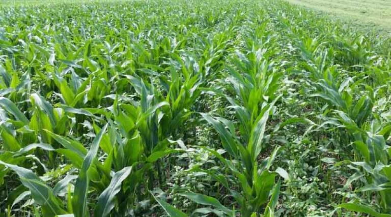 The Growing Awareness Of Regenerative Agriculture Benefits Has Big Ag Leaning In