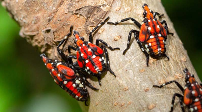 Spotted lanternflies are rampant in New York City but how do we stop them?
