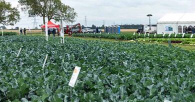 Syngenta Vegetable October Open Days