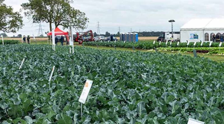 Syngenta Vegetable October Open Days