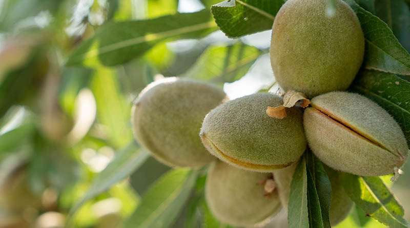 Miravis Prime fungicide from Syngenta now registered for use on almonds in California