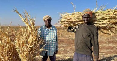 Sudan: FAO launches emergency response plan to protect and restore agricultural livelihoods amid conflict