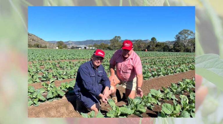 Elders agronomist tackles huge DBM problem