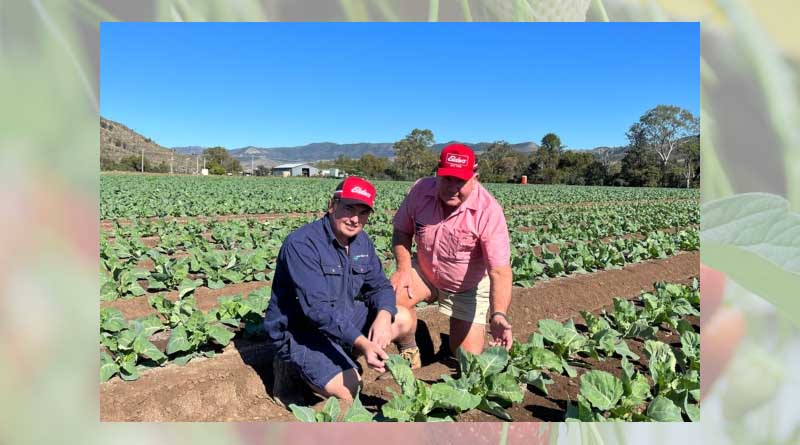 Elders agronomist tackles huge DBM problem