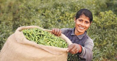 More than 70% of farmers have already seen large impacts of climate change on their farm, new global research across 8 countries reveals