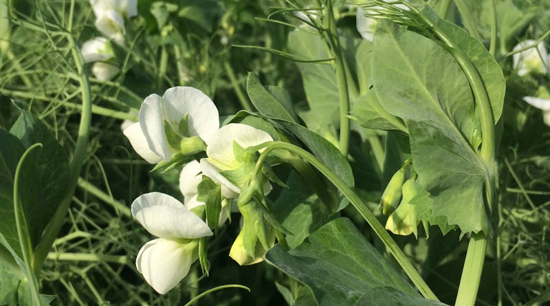 Fieldpea Variety