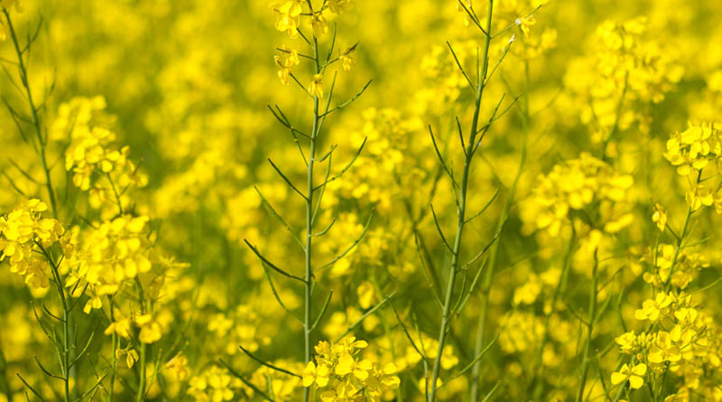 Indian mustard Variety