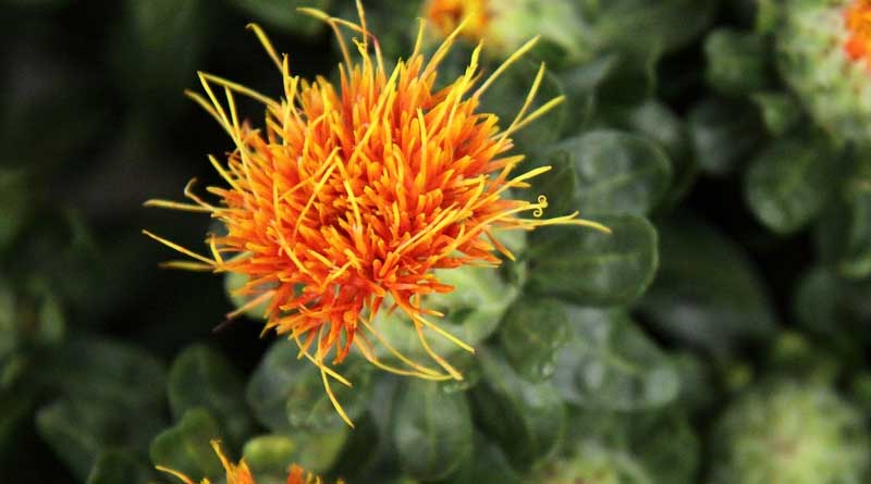Safflower Variety