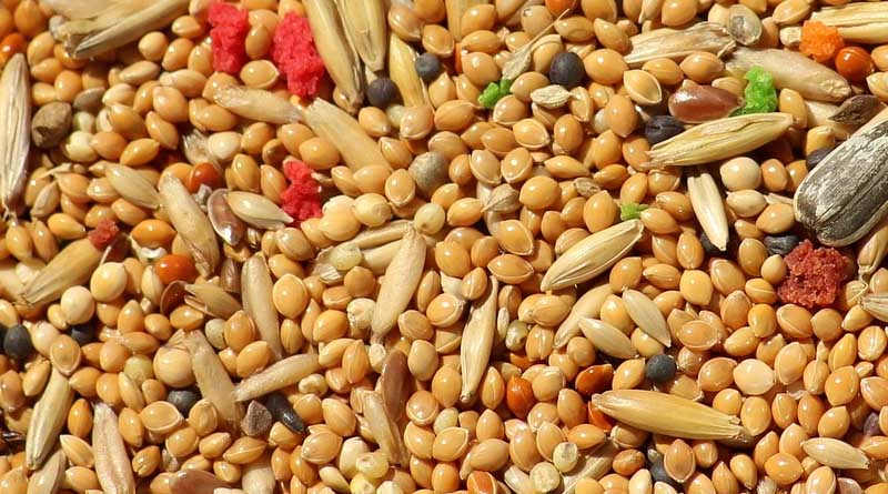 Little millet Variety