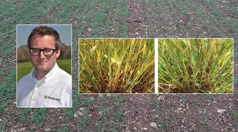 Endophyte bacteria seed treatment brings N fixing opportunity to crop establishment decisions