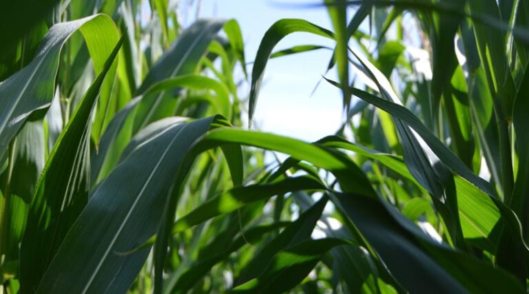 Europe’s fertilizer demand struggling amid high gas costs, cheaper imports