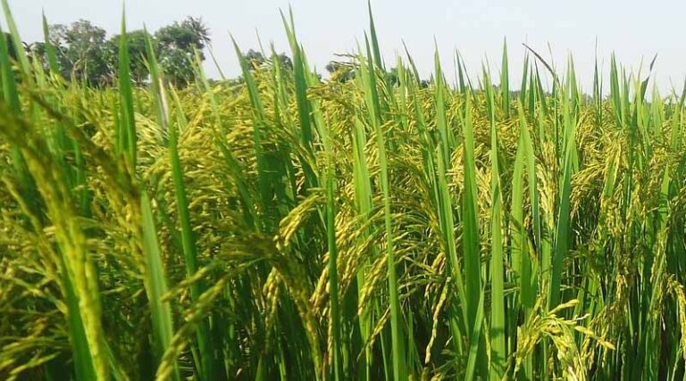 Recommended Herbicide Use In Rice, Soybean, Wheat And Corn In India