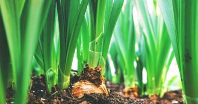 The Next Big Agri-input Sector: Biologicals