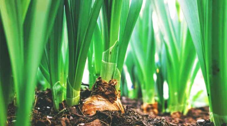 The Next Big Agri-input Sector: Biologicals