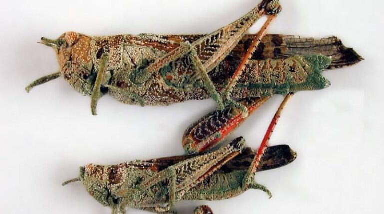 CABI scientists test model to predict performance of biological control agent against Oriental migratory locust