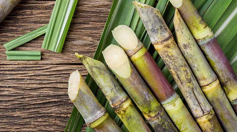 Haryana will take decisions in the interest of sugarcane farmers, assures Agriculture Minister