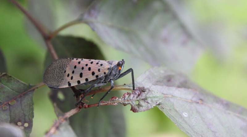 Spotted lanternflies are rampant in New York City but how do we stop them?