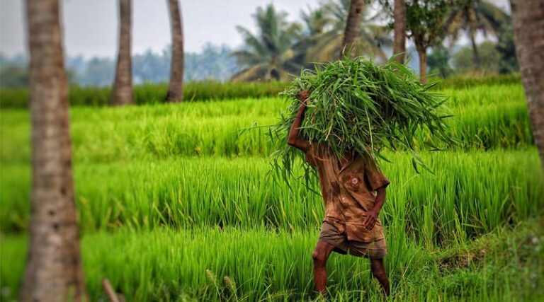 Agriculture sector banking on 800 climate-resilient products to mitigate climate change's impact on crops