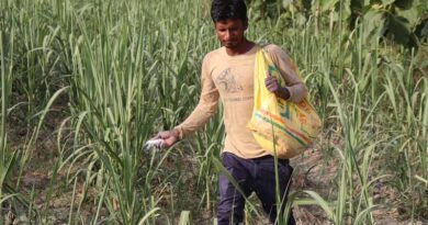 Cabinet approves Nutrient Based Subsidy (NBS) rates for RABI Season