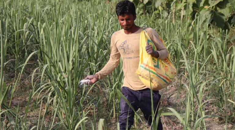 Cabinet approves Nutrient Based Subsidy (NBS) rates for RABI Season
