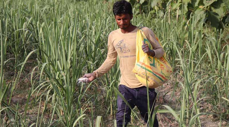 Cabinet approves Nutrient Based Subsidy (NBS) rates for RABI Season