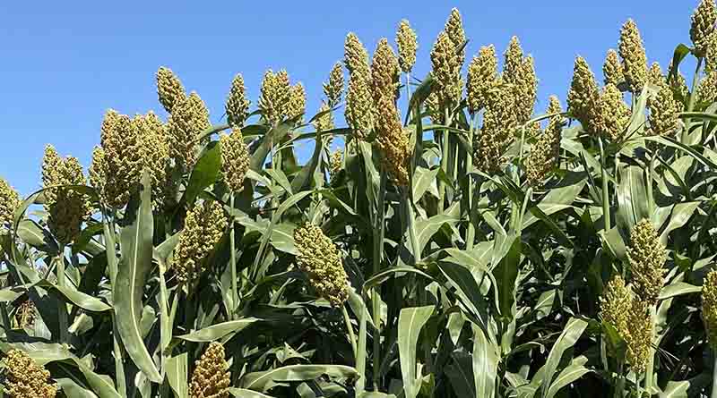Forage Sorghum Variety