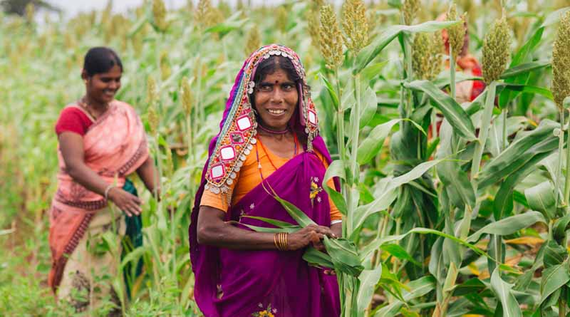 Farm to fork: An overview of millet supply chains in India