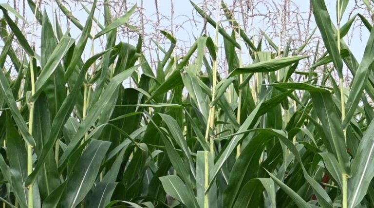 FAO Food Price Index unchanged in September