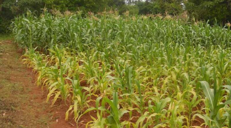 In Sub-Saharan Africa, Mineral Fertilisation And Agroecology Are Not Incompatible