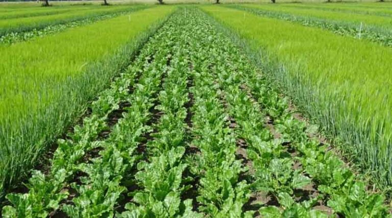 Full short-term ban on glyphosate could be counterproductive