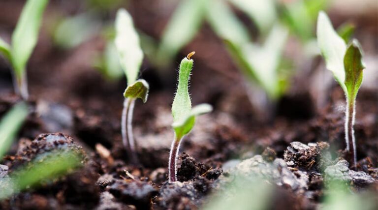 Syngenta sharpens biologicals focus with launch of first biologicals service center for seed treatment