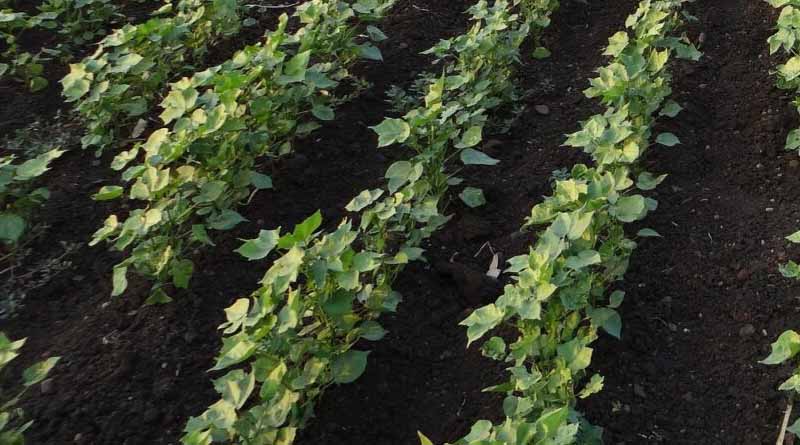 Better late than never: Bangladesh finally introduces Bt cotton after years of dilly-dallying