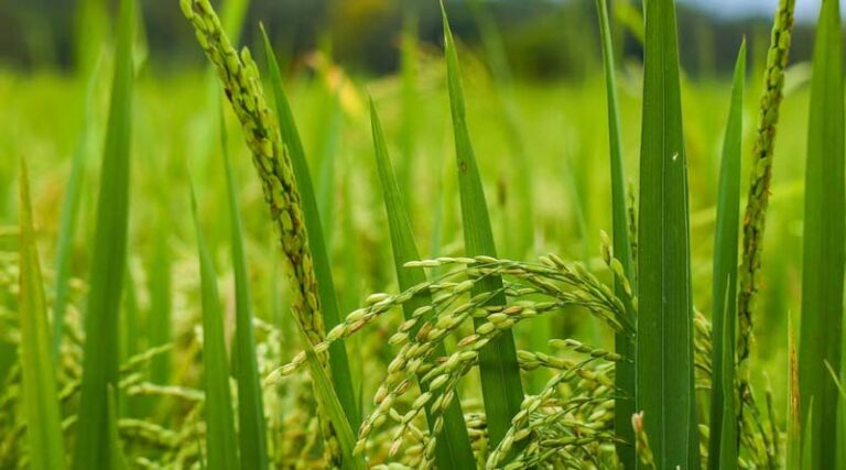 Indian Government released 27 new varieties of paddy for Farmers