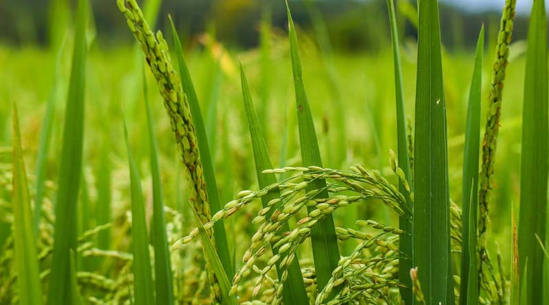 Indian Government released 27 new varieties of paddy for Farmers
