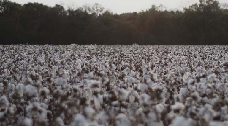 Indian Government released 2 new varieties of Cotton for Farmers