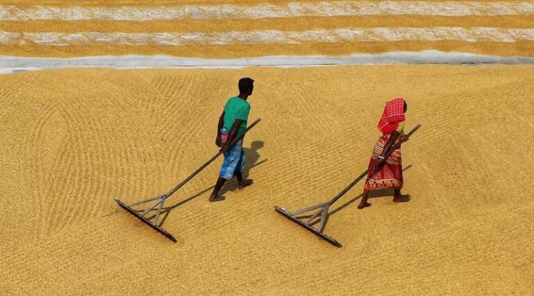 Ministry of Agriculture releases final production estimate of major crops for the year 2022-23