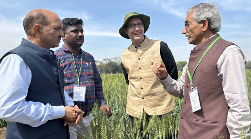 India transforms wheat for the world