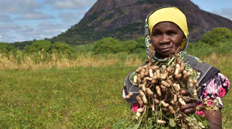 CIMMYT makes progress on some of the world’s top problems: 2022 Annual Report, “Harvesting Success”