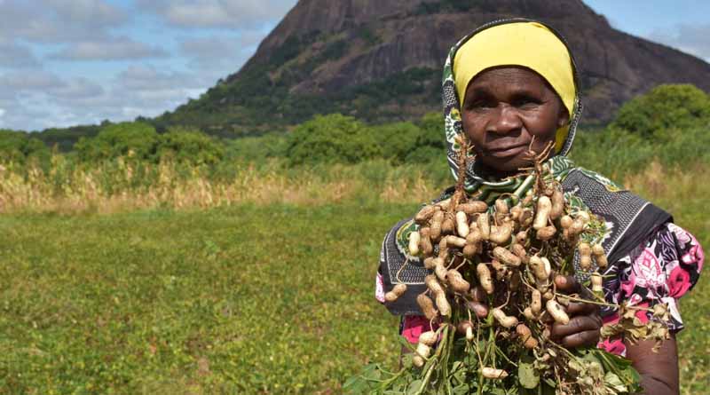 CIMMYT makes progress on some of the world’s top problems: 2022 Annual Report, “Harvesting Success”