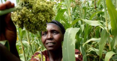 CGIAR's key role in advancing the Glasgow Breakthrough Agenda for climate-resilient agriculture