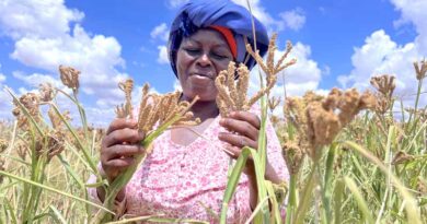 Drought Tolerant seeds begin to bear fruit in Taita-Taveta, Kenya
