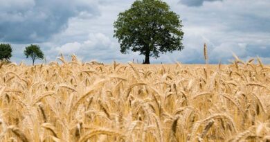 18 Latest high yielding climate resilient bio-fortified varieties of wheat