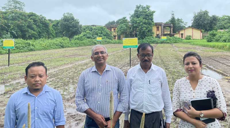 Boosting Millet Production: ICRISAT Joins Forces with the Assam Millet Mission