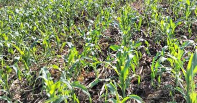 Finding Fertilizer + Soil Moisture Management Options For Maize With On-Farm Experimentation
