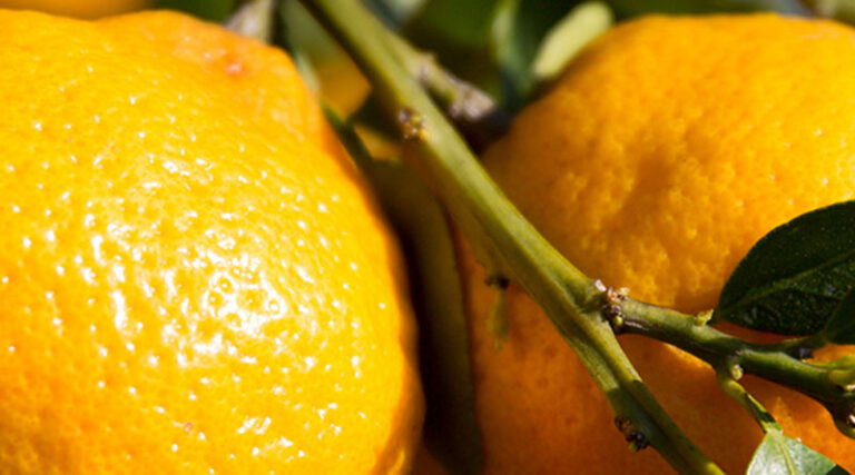 UF hopes to speed solutions to citrus greening, other crop diseases with new center