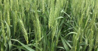 Sipcam Nichino launches fungicide for seeds of 5 crops