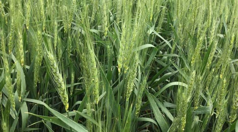 Sipcam Nichino launches fungicide for seeds of 5 crops