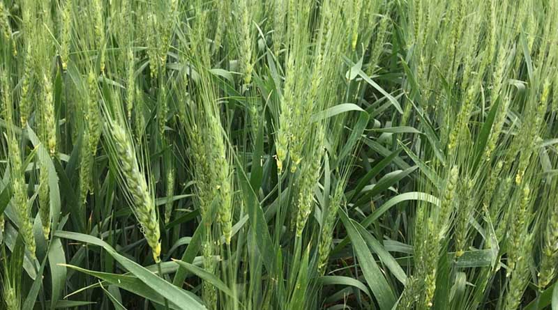 Sipcam Nichino launches fungicide for seeds of 5 crops