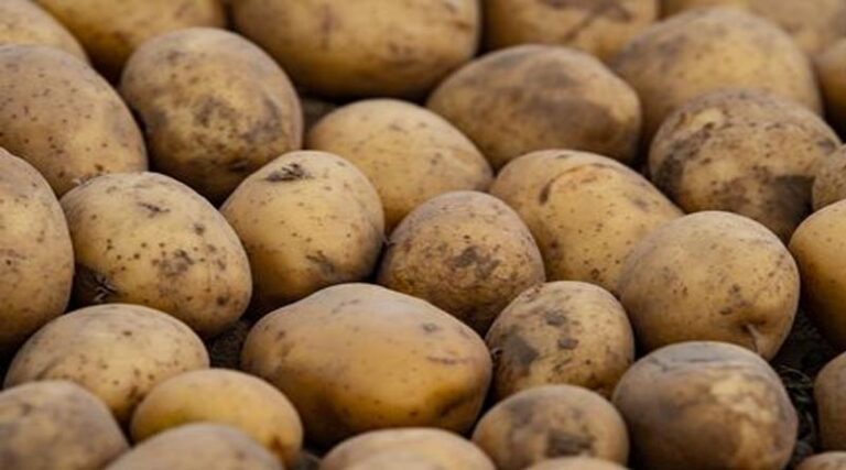 Trends in Potato Technologya