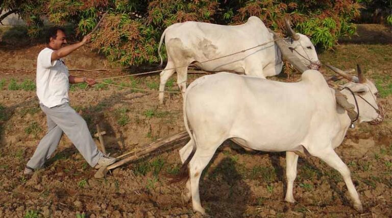 ICAR capable of dealing with the emerging challenges of agriculture: Dr. Pathak